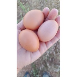 Huevos ecológicos por encargo